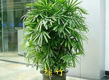 耐冻植物棕竹